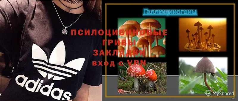 Псилоцибиновые грибы Psilocybine cubensis  Алушта 